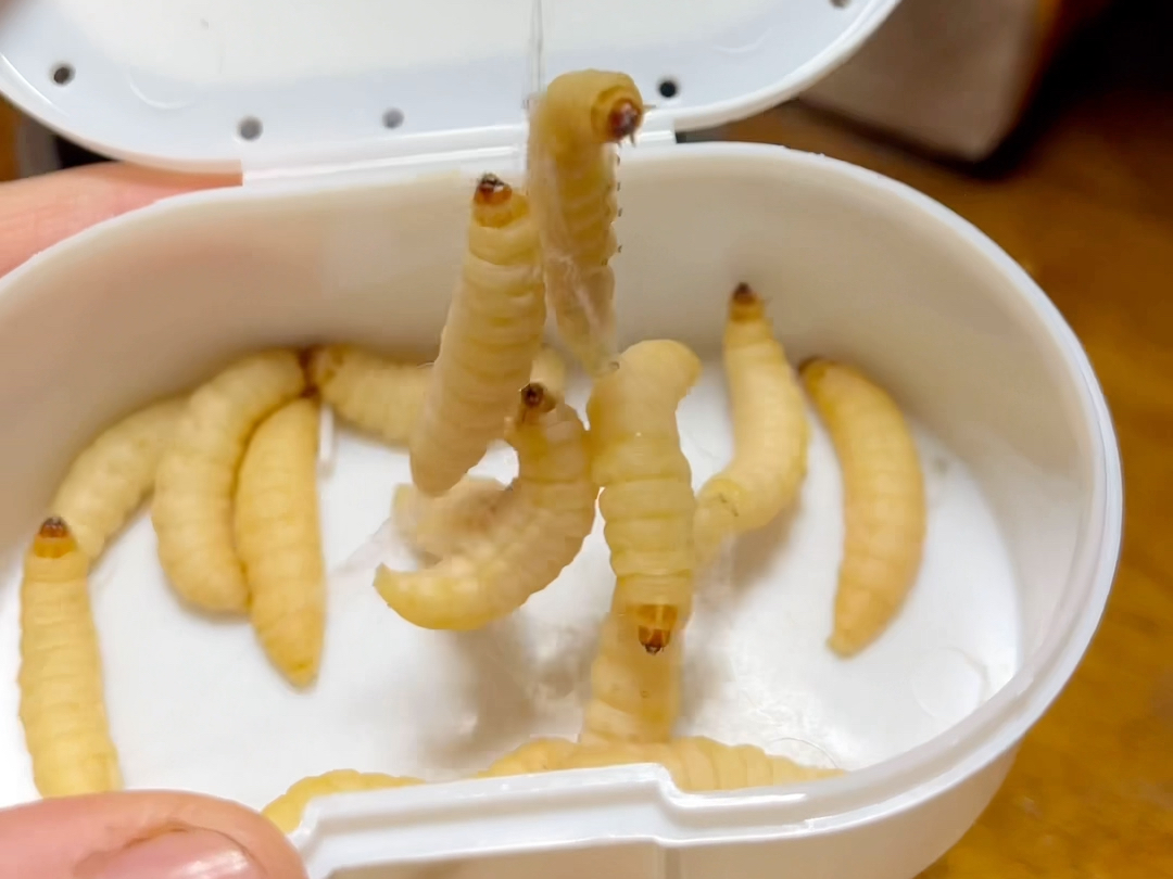今儿吃串串玉米虫