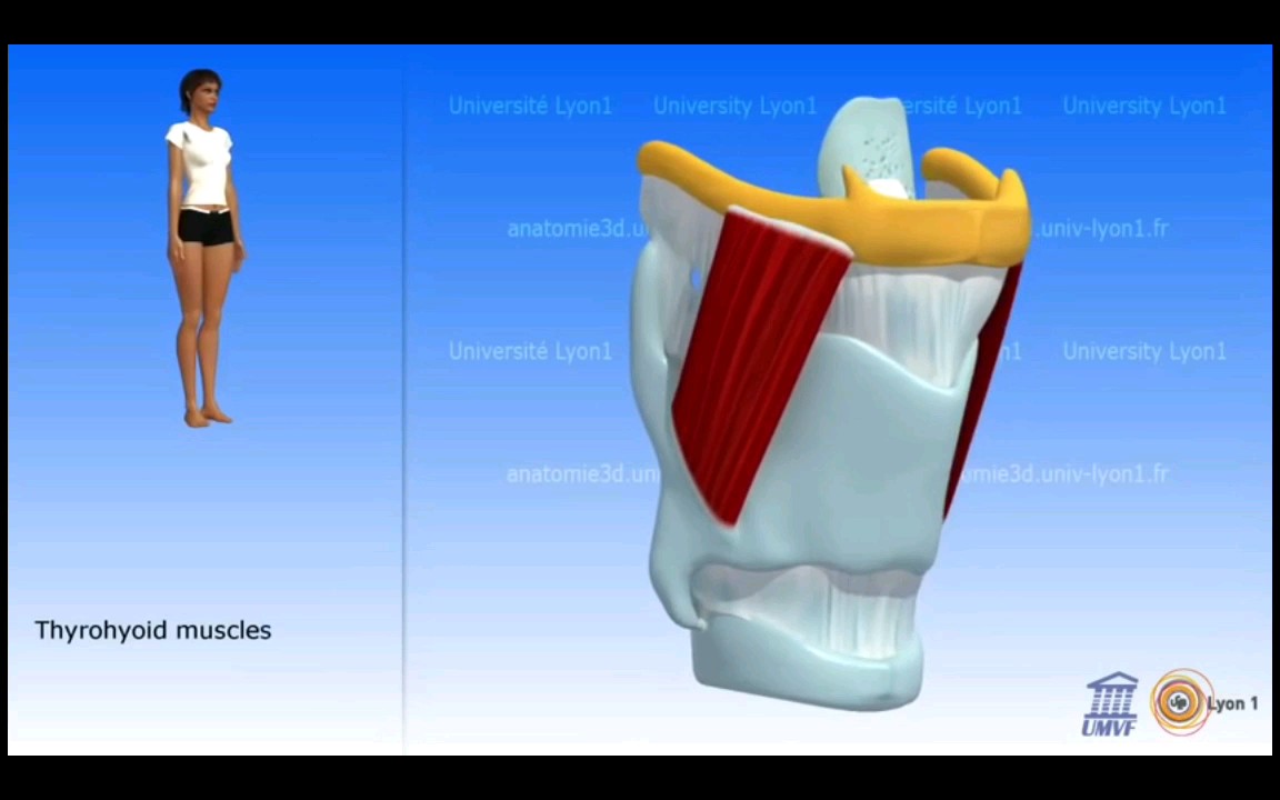 『喉机理』声带肌肉系统