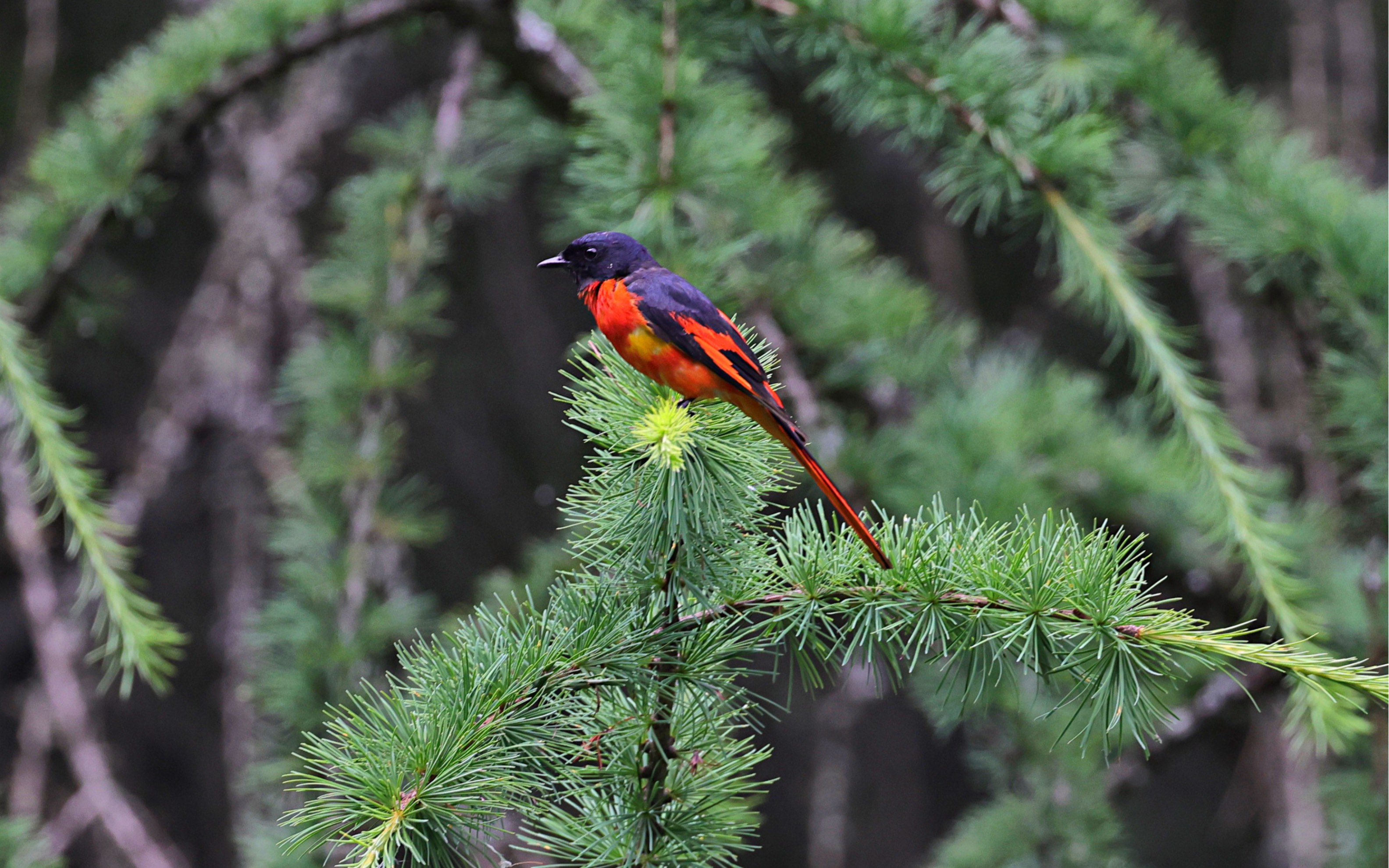 长尾山椒鸟_哔哩哔哩_bilibili