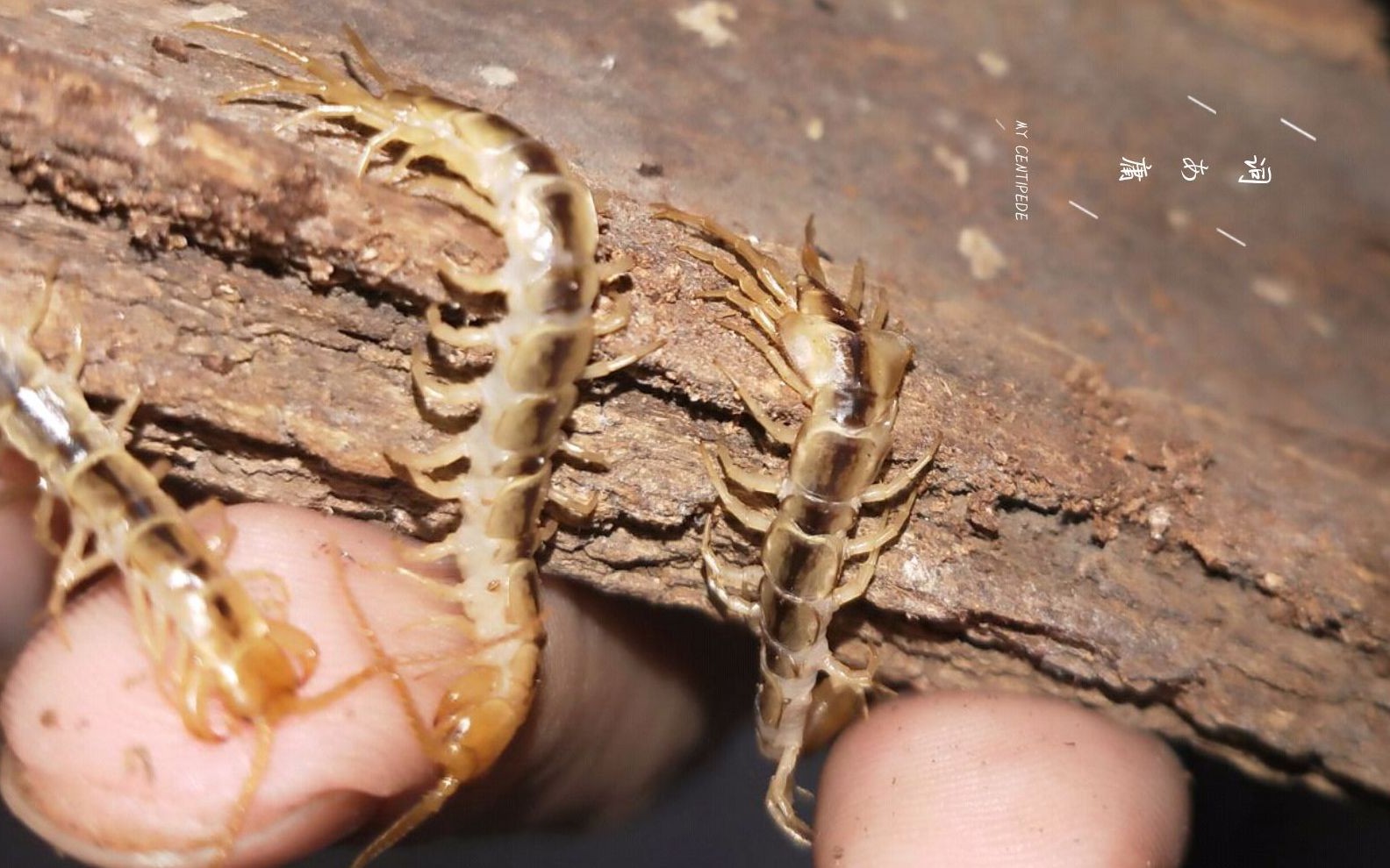 戈壁中的小精灵斯氏翼石蜈蚣pterygotergomsvenhedini饲养环境及个人
