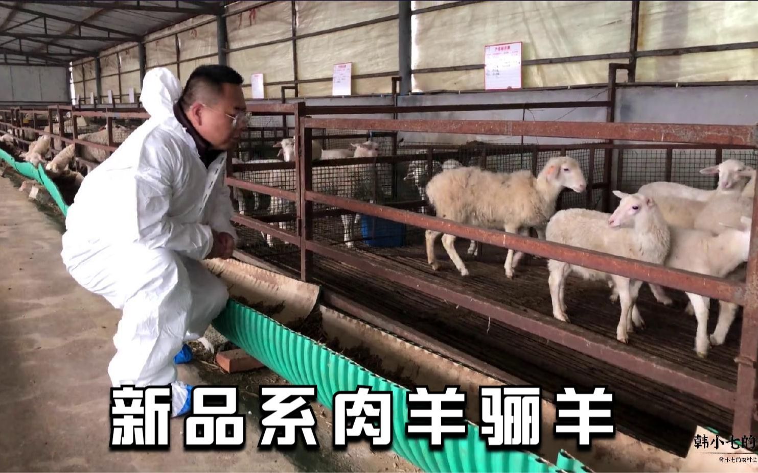 被农村当地列为"扶贫项目"的骊羊,最适合圈养的肉羊