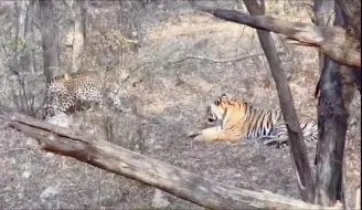 Скачать видео: 雄花豹遇到母老虎