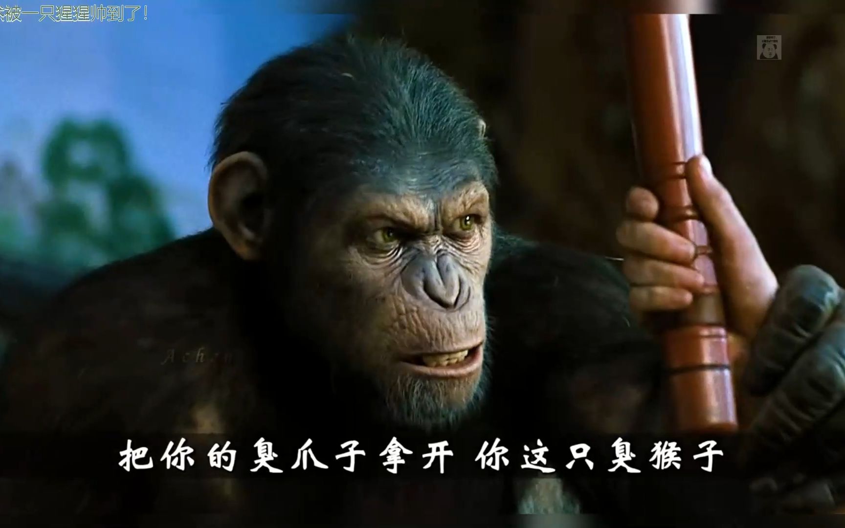 可恶啊,竟然被一只猩猩帅到了!