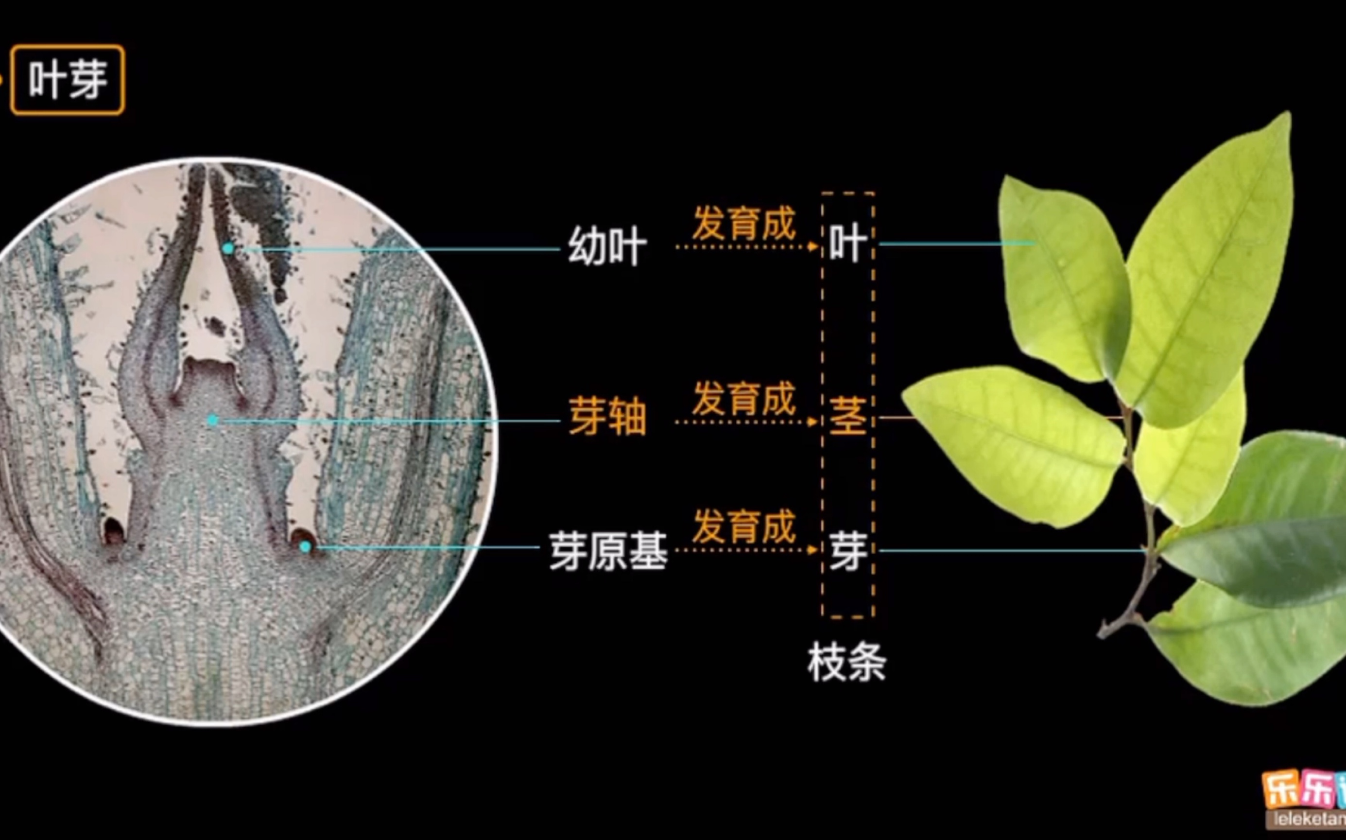 植物芽的结构图图片