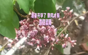 Video herunterladen: 准备开学了 勤劳才有香甜的蜜糖