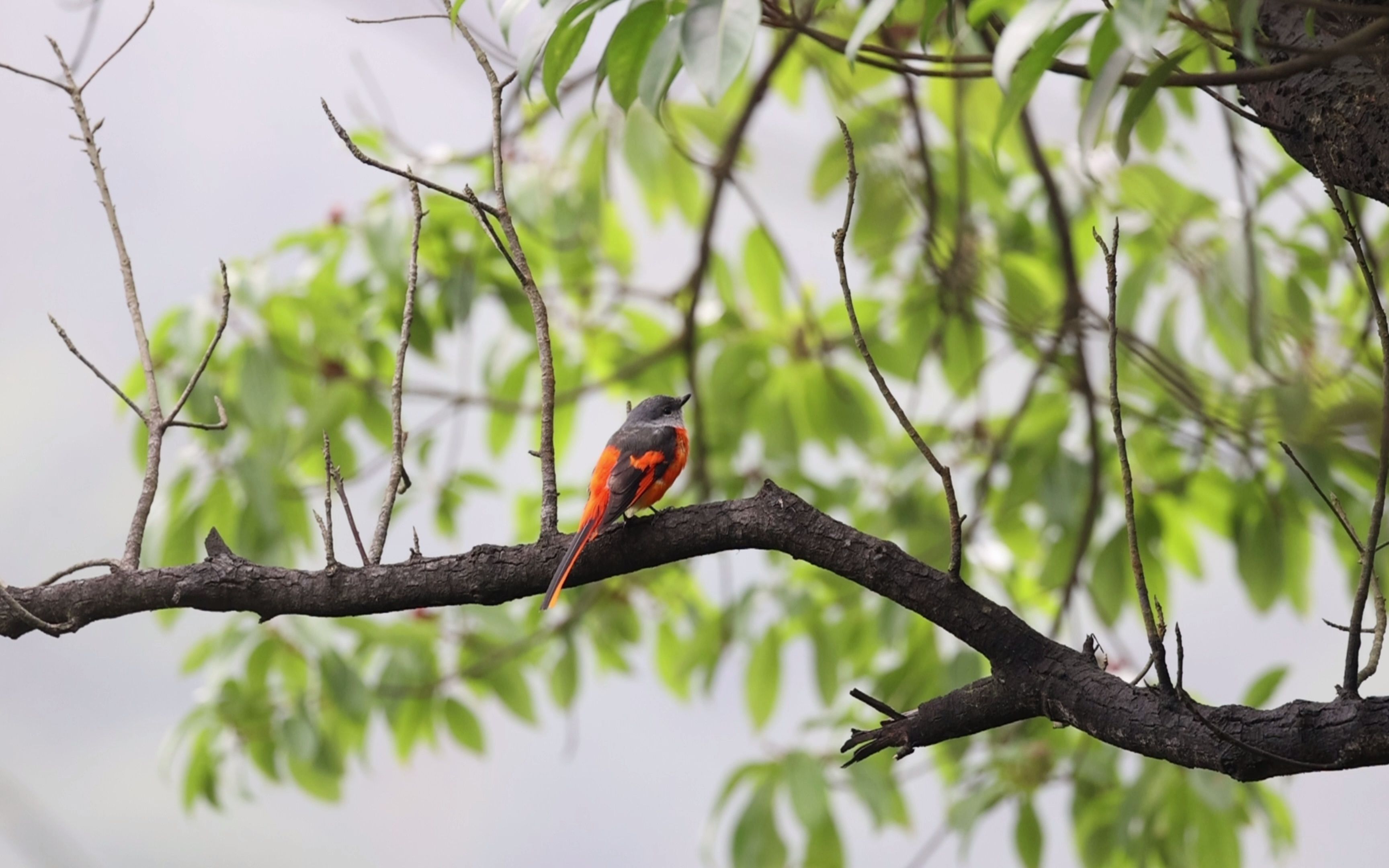灰喉山椒鸟,红雄黄雌