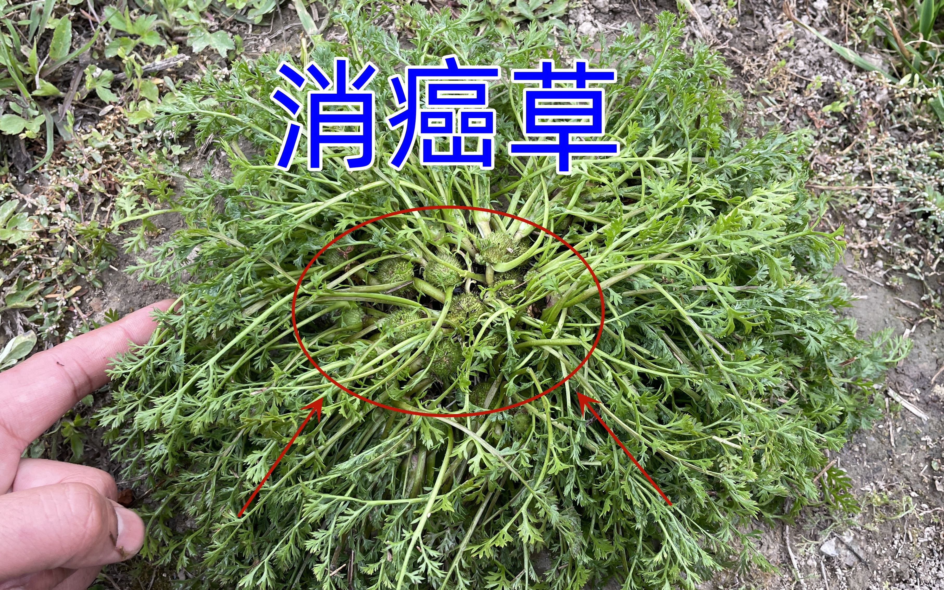 被农民所厌恶的植物,没想到用途如此强大,老中医称作"消癌草"