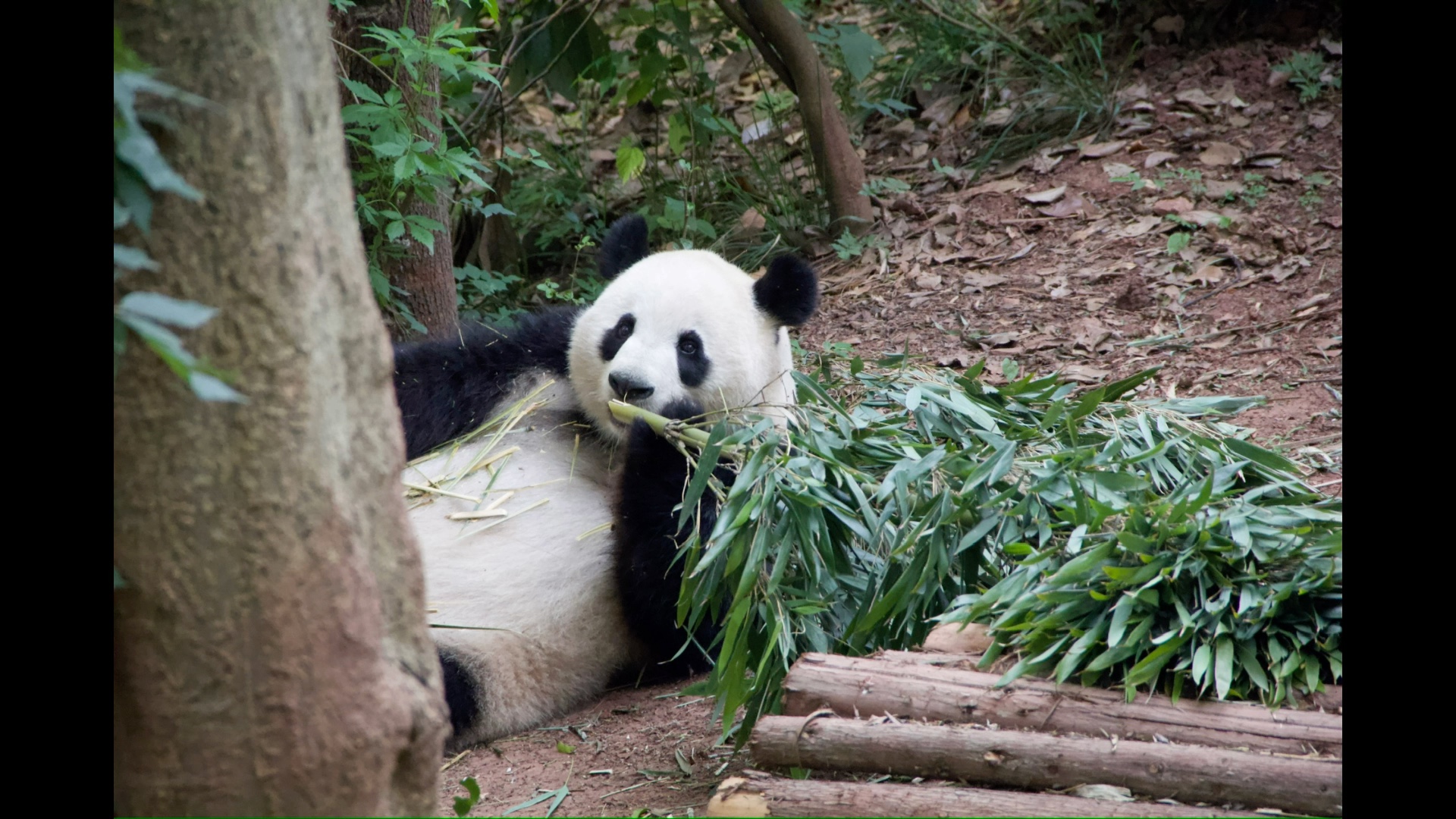 【大熊猫妮妮】斧头山妮妮 躺吃竹