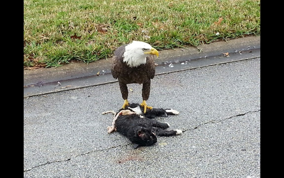 慎入揪心老鹰把猫咪抓住然后天呐不敢看了油兔不二字幕组