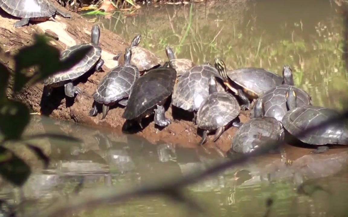 搬运一起晒太阳东部甜甜圈河伪龟