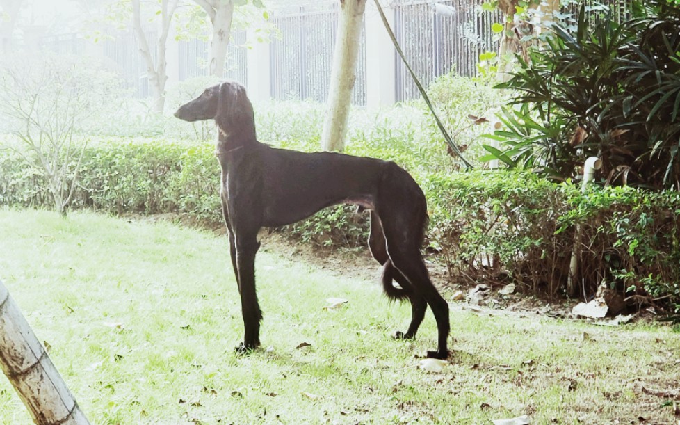 [细犬]神犬一般的优雅姿态（实际是沙雕狗）_哔哩哔哩_bilibili