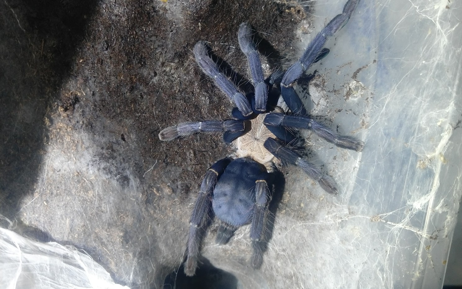 印尼金背地老虎拆蛋让我们一起看看可爱的小蜘蛛露面