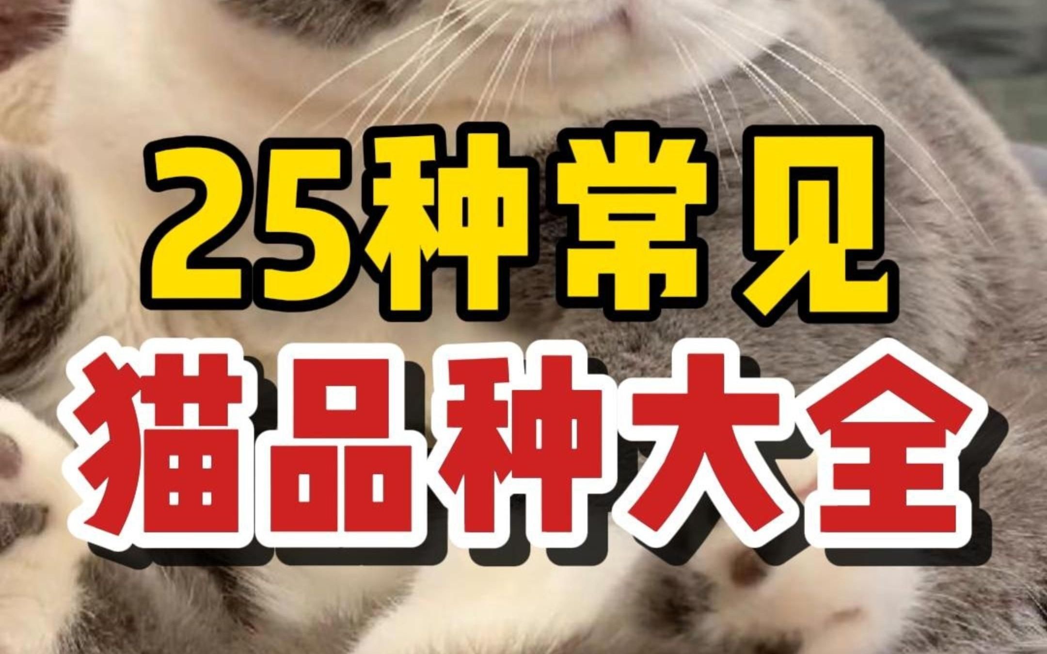 25种猫咪品种大全,你最喜欢哪只?哔哩哔哩bilibili