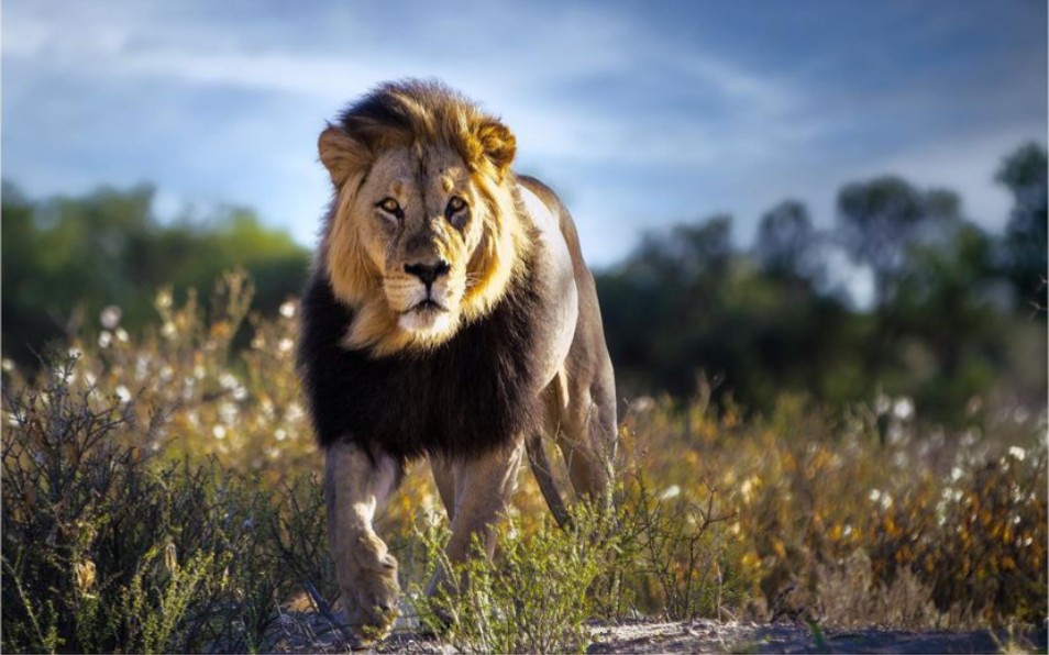 kgalagadi跨国公园 一头威严的沙漠雄狮