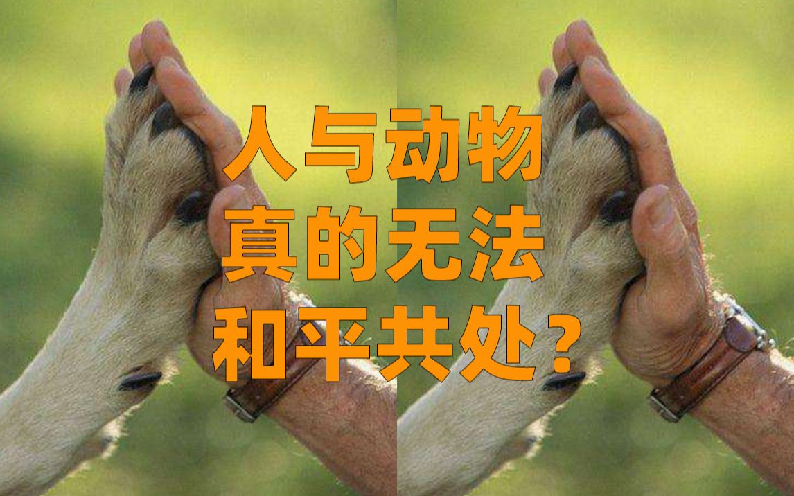 【中字】谁主宰谁?人与野生动物究竟能否和平共处?