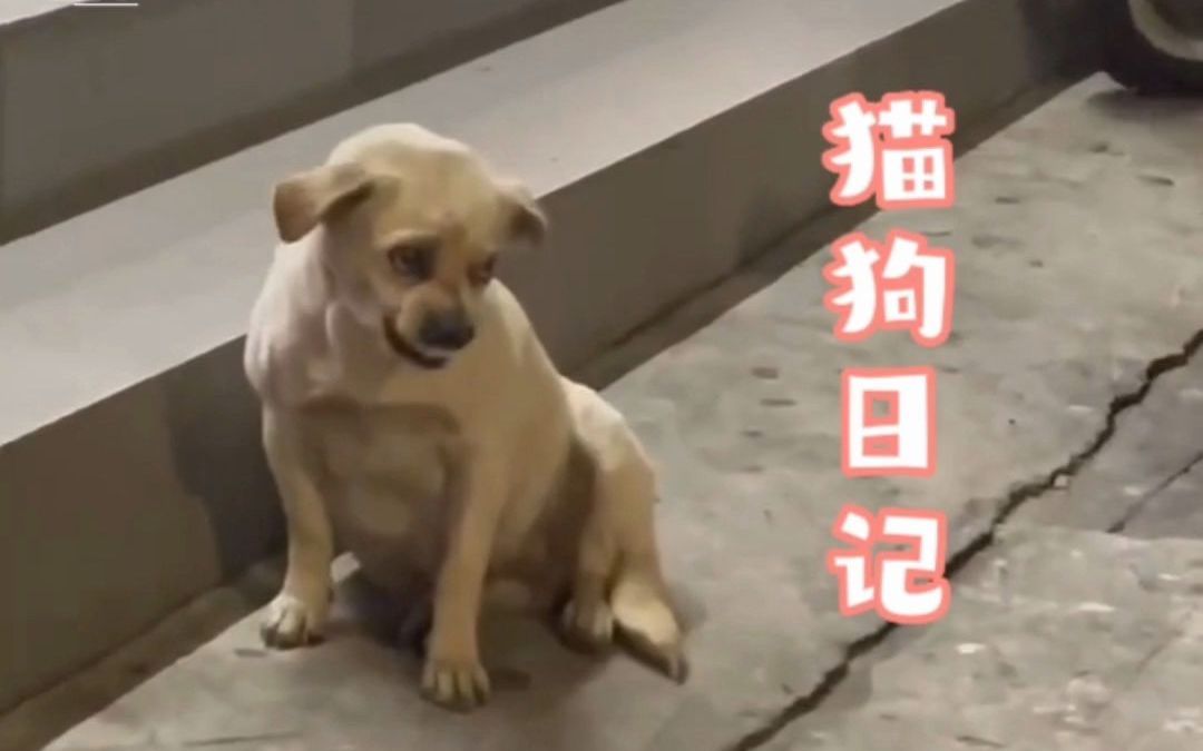 “猫狗日记”(四)哔哩哔哩bilibili