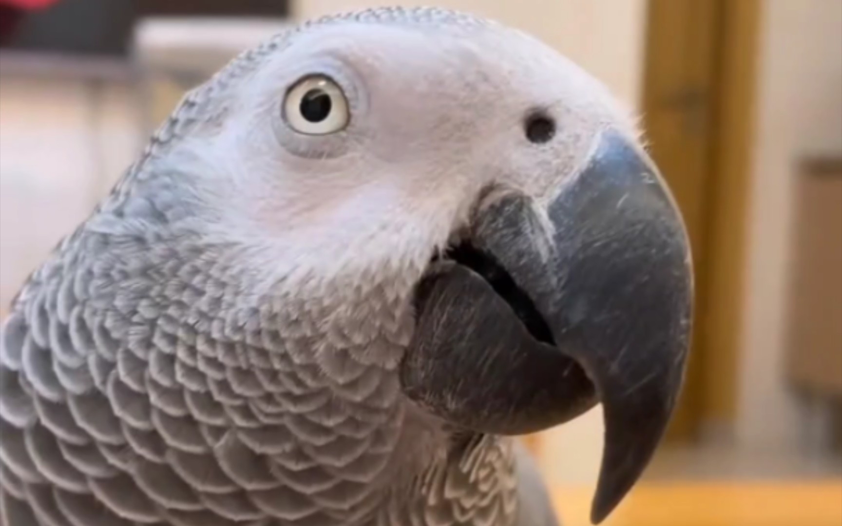 鹦鹉:让你们瞧瞧我黑色的舌头93