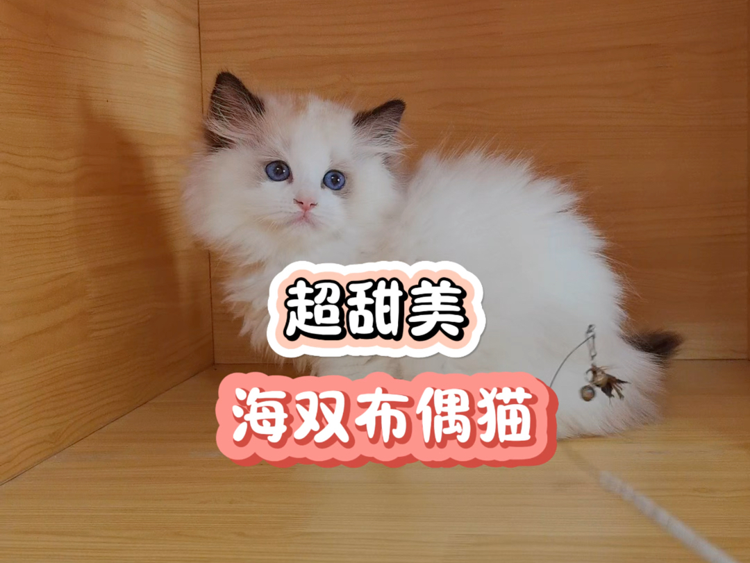 超甜美的海双布偶猫哔哩哔哩bilibili