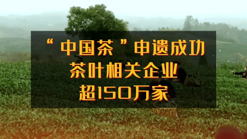 “中国茶”申遗成功 天眼查数据显示茶叶相关企业超150万家哔哩哔哩bilibili