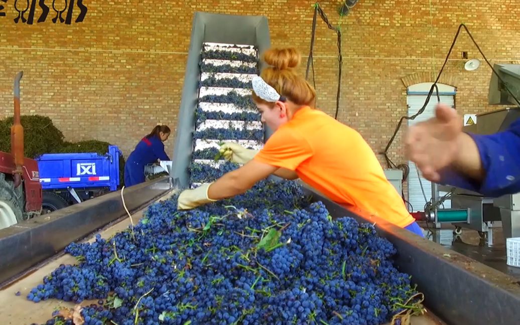 vlog|新疆奶奶带你看葡萄加工厂,做高端红酒用的葡萄长什么样子?