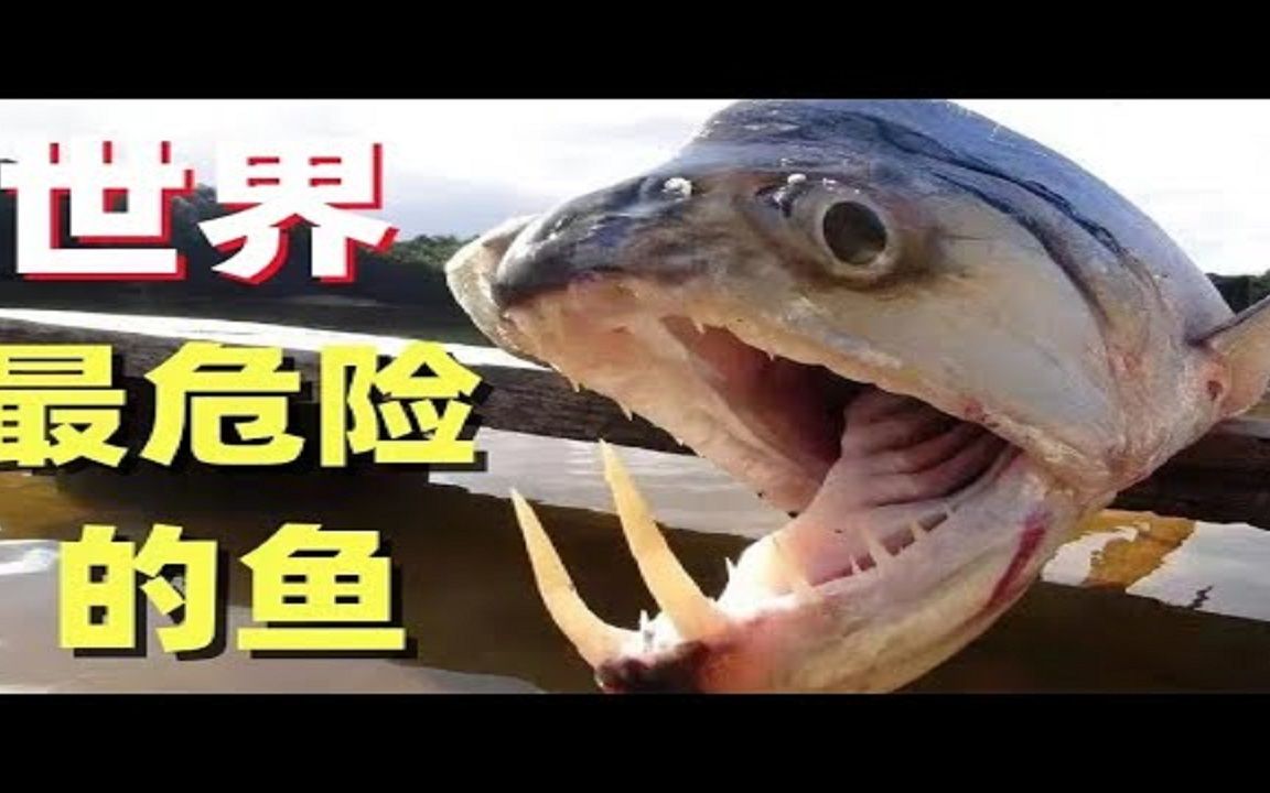 全世界10种最危险的鱼,每种都有致命威胁, 长相奇丑却十分致命