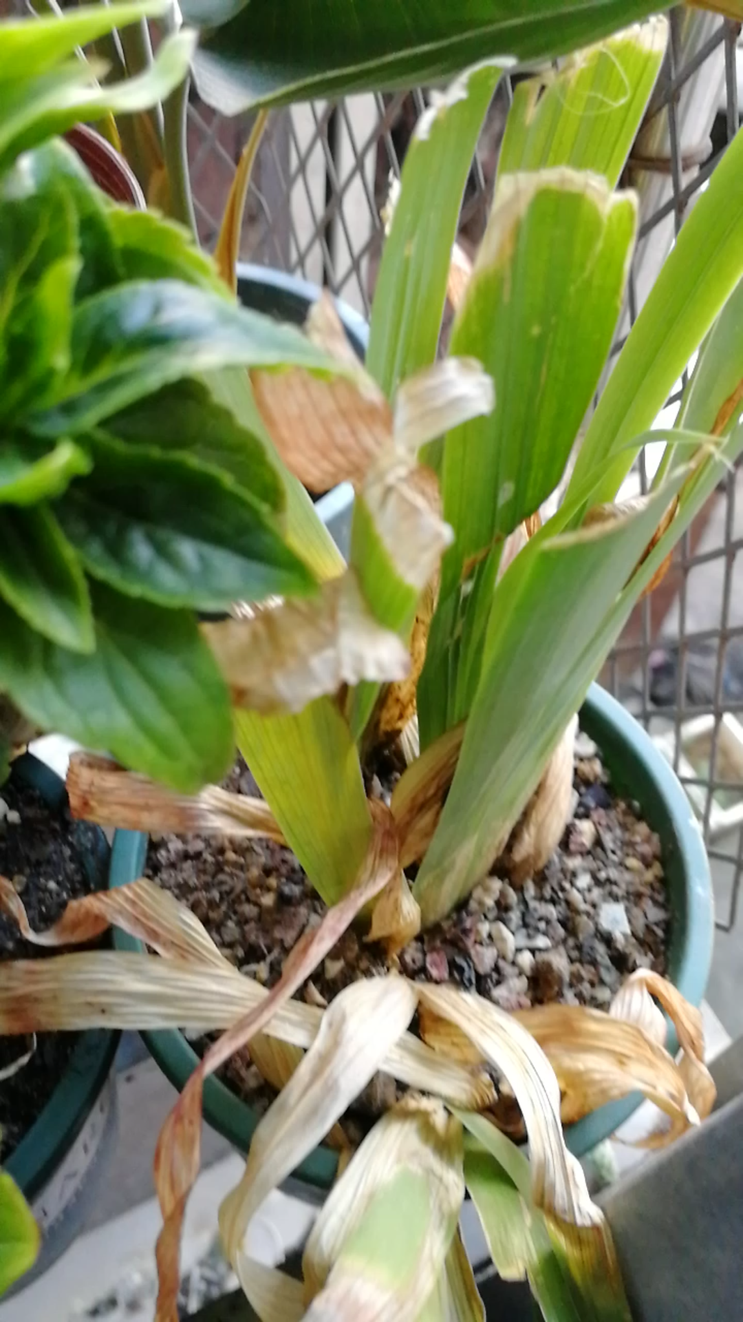 也是之前拍鸢尾,其实有几颗已经枯萎了,绿色的也有根发黑……顺道逗逗