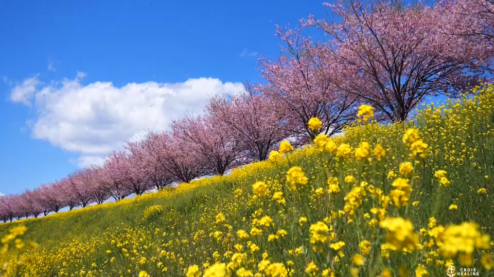 [图]古筝《鲜花满月楼》，生活在人世间，鲜花和荆棘并存