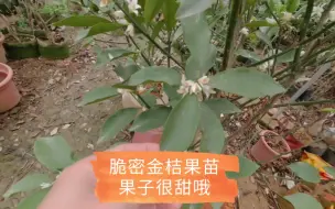 Download Video: 脆密金桔有朋友喜欢吃吗？自己种一棵试过吗？盆栽种植首选哦！