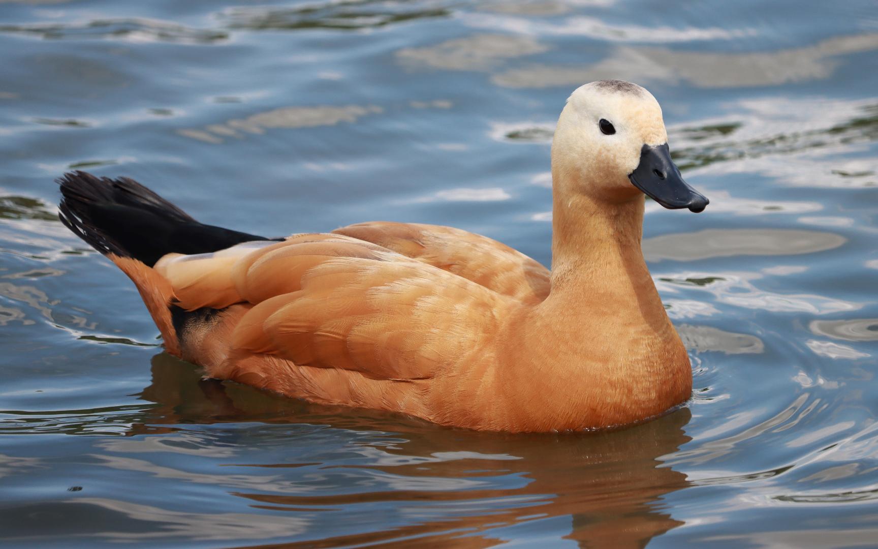 赤麻鸭:鸭鸭我呀也要上岸!