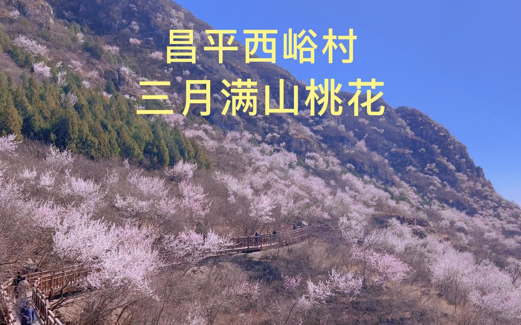 北京昌平西峪村,三月的桃花漫山遍野哔哩哔哩bilibili