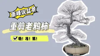 老鸦柿盆景剪枝 徒长枝的缺点 及时剪除省得浪费养分 哔哩哔哩 Bilibili