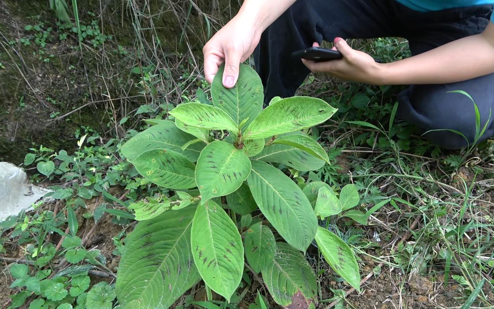 金线草的另外一种特效书上找不着的土方药效快来看看吧