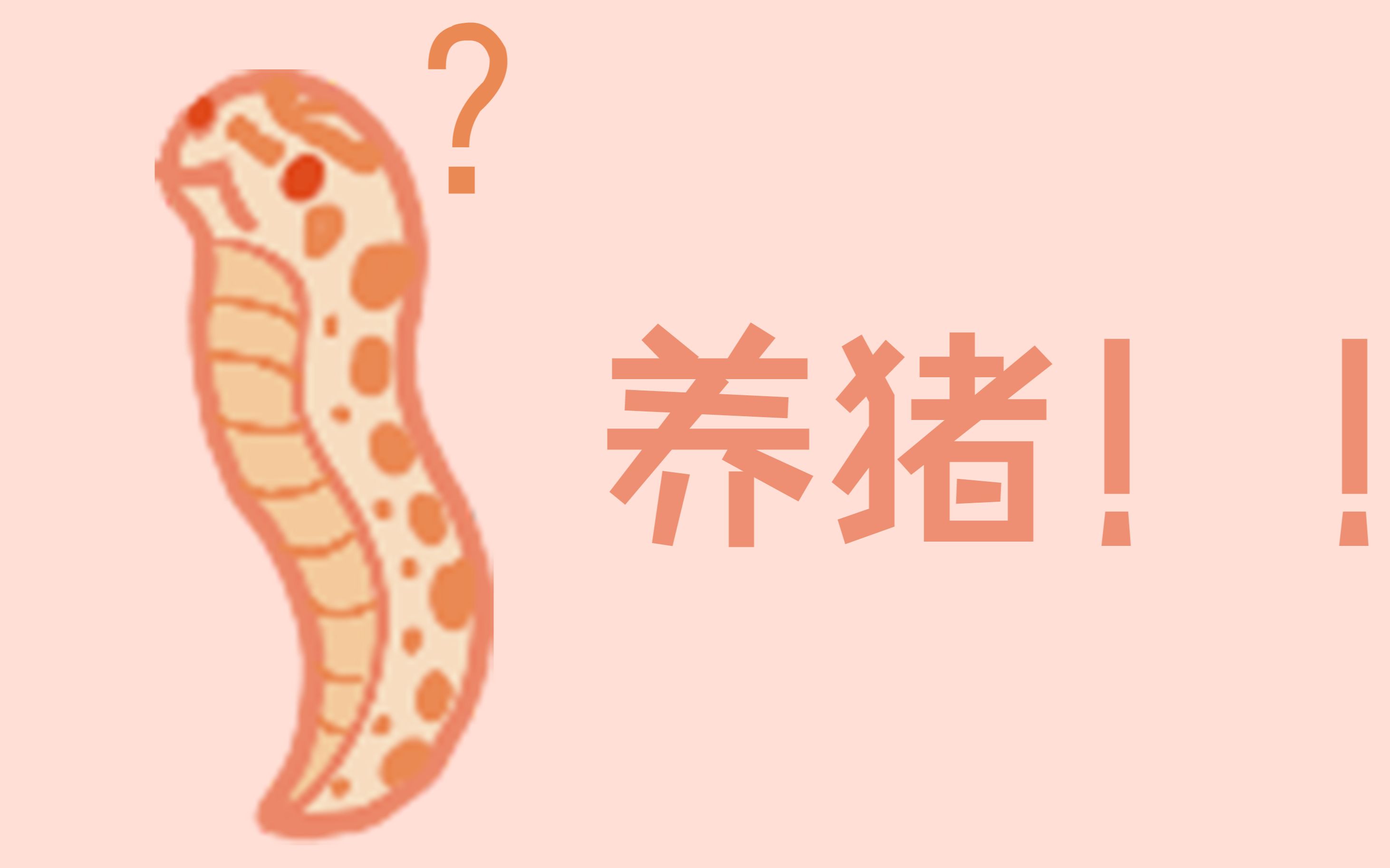 如何开始养一条猪鼻蛇？周末爬房闲谈_哔哩哔哩_bilibili