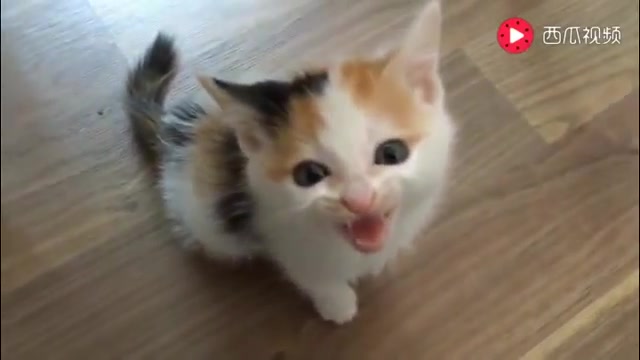 [图]小猫咪的叫声真是屡听不厌