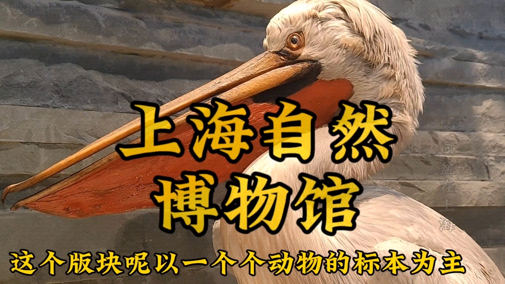 暑期一票难求的上海自然博物馆,究竟有何看点呢?哔哩哔哩bilibili