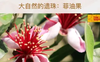 中国花卉报 哔哩哔哩 Bilibili