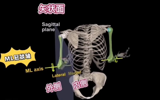 [图]【运动解剖学】人体的基本轴还分不清楚？