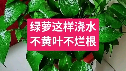 绿萝这样浇水不黄叶不烂根哔哩哔哩bilibili