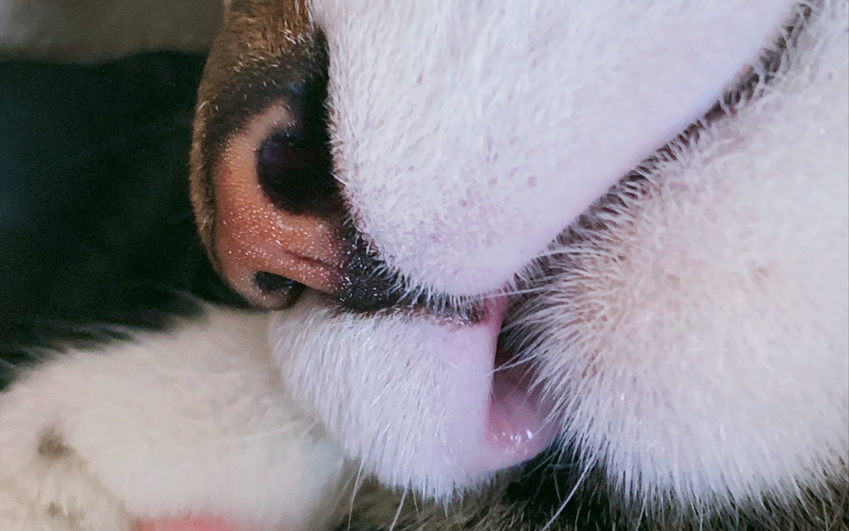 【中华田园猫】猫嘴真好玩