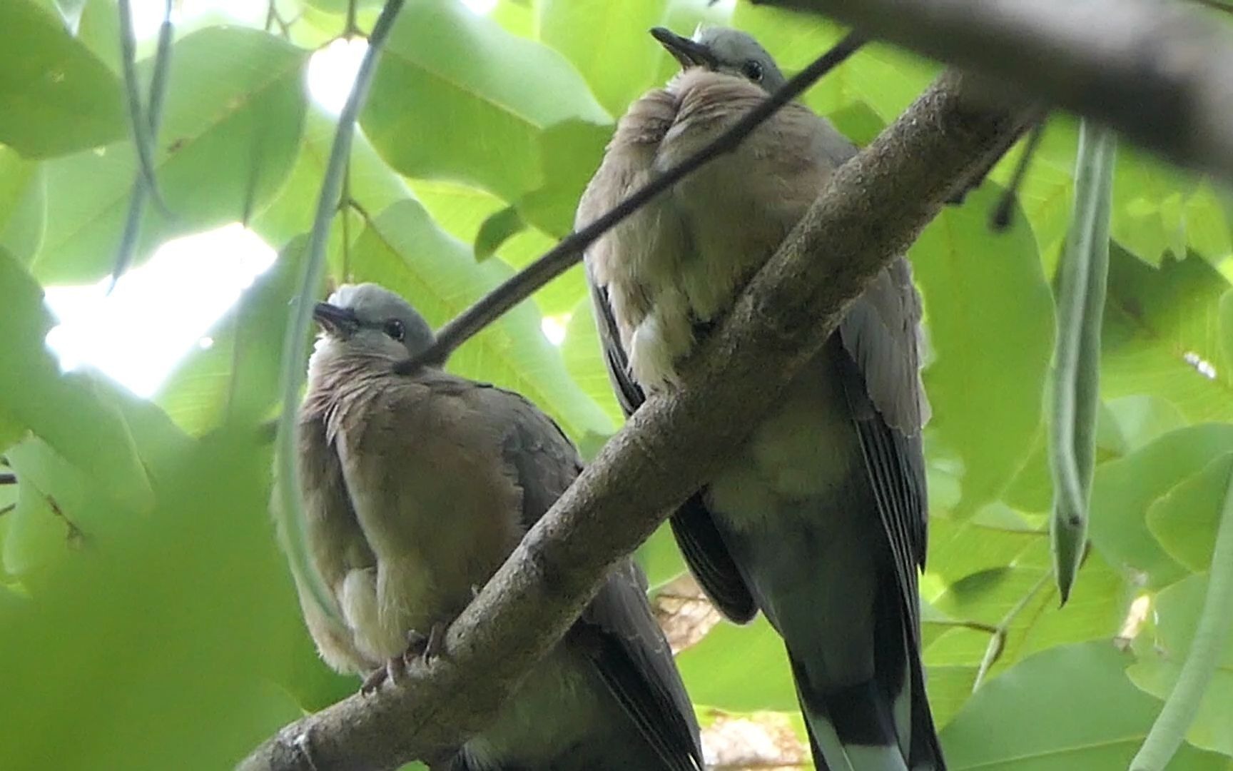 阴雨天的珠颈斑鸠亚成鸟两只