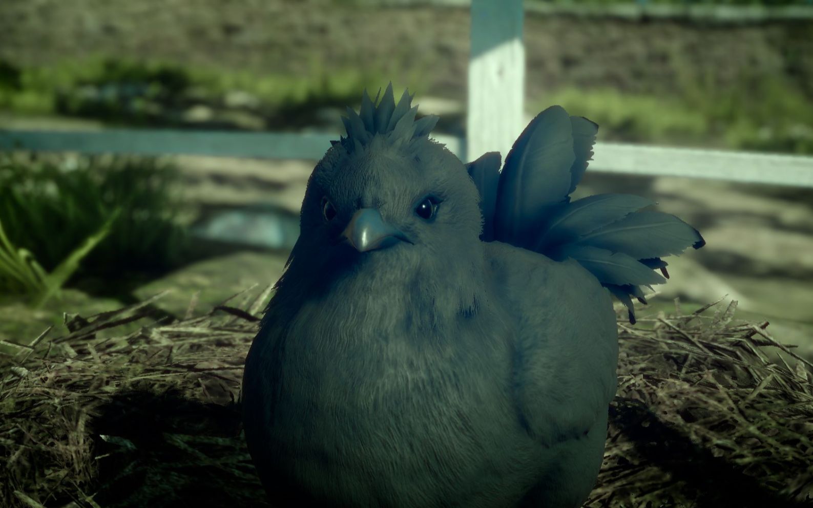 ff15沉迷陆行鸟5濒临绝种陆行鸟上猫咪大餐本地特有仙人掌开车划水