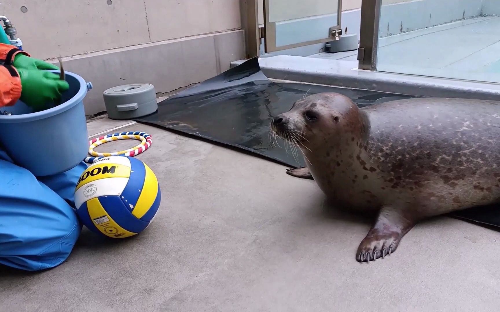男鹿水族馆 小海豹的训练(前篇)