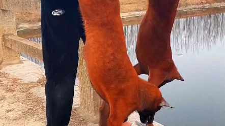 马犬,爆红小马犬