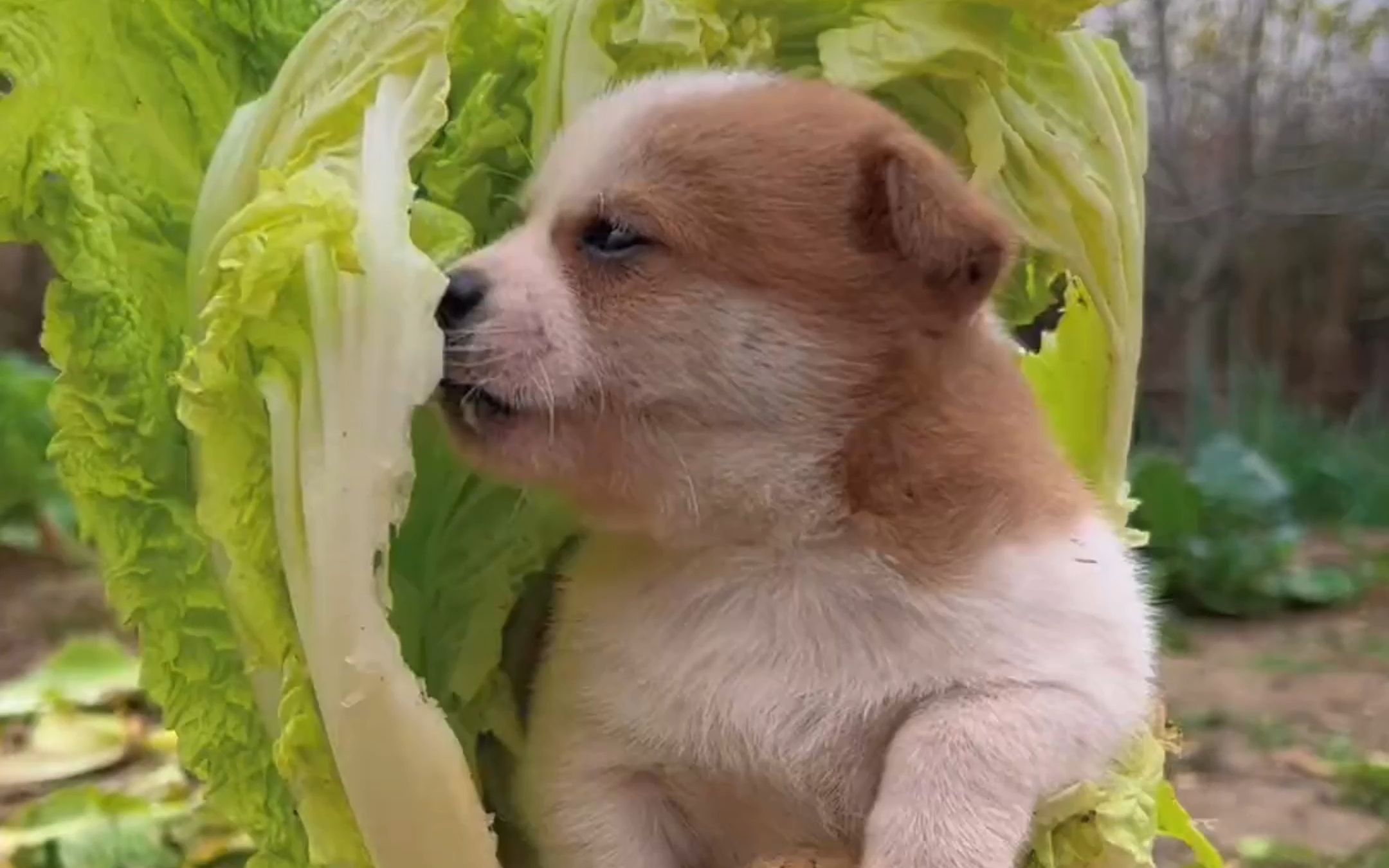 狗狗啃白菜-容易养的中国田园犬-彐氼汏氼-默认收藏夹-哔哩哔哩视频