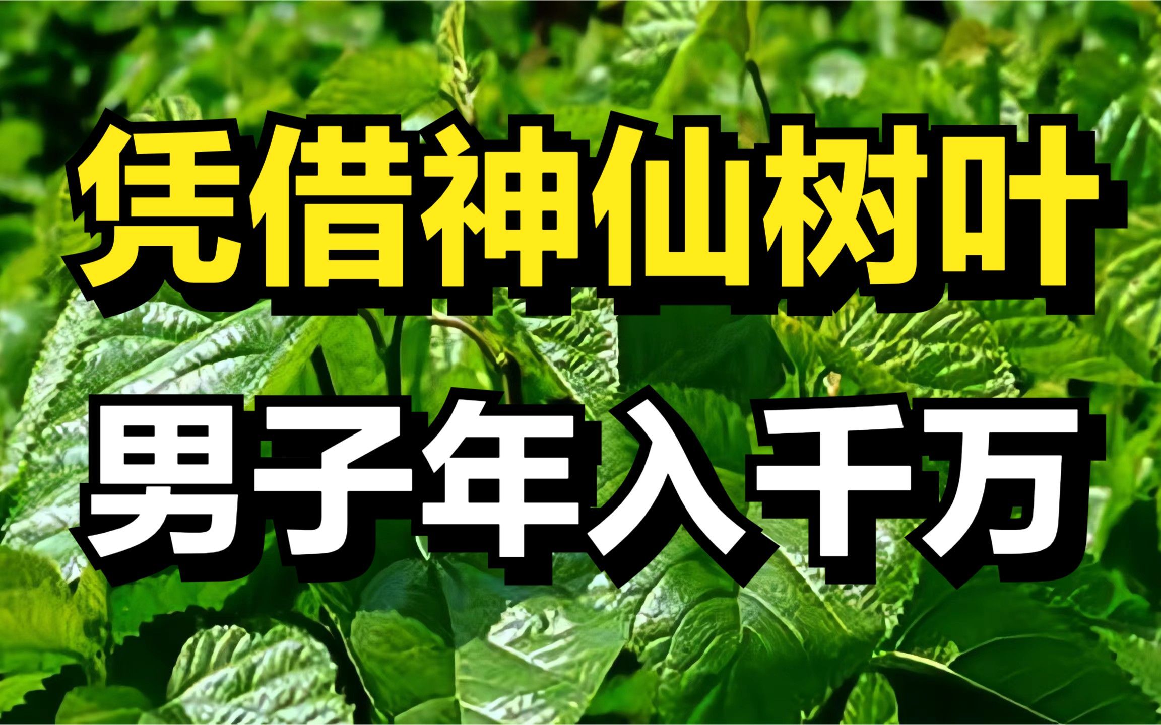 他发现神仙树叶的商机,打造了一个年销售额3500万元的企业哔哩哔哩bilibili