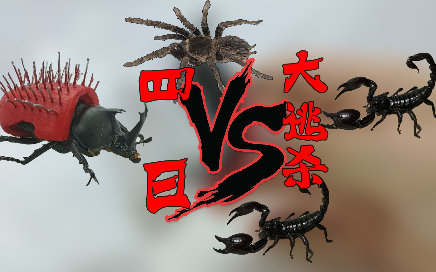 四日大逃杀独角仙蜘蛛蝎子x2谁是最后的胜者