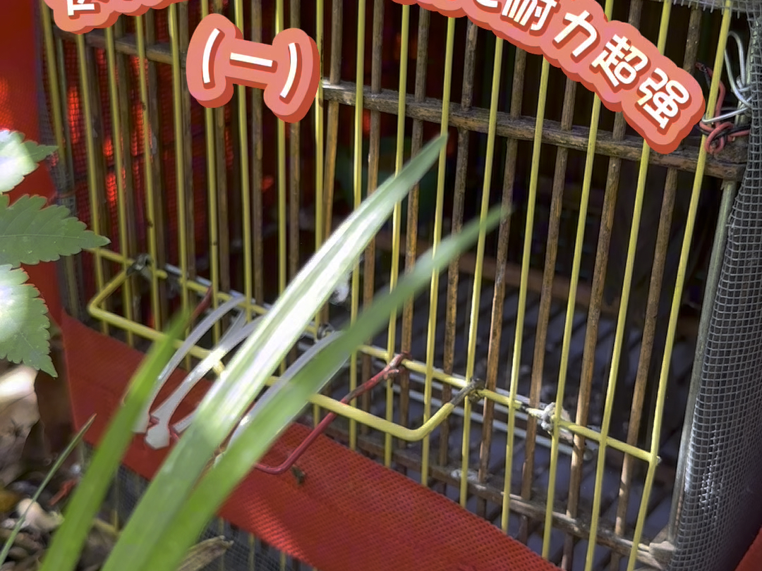 这种极品黄豆鸟可打c至少20分钟;拉脚王梅子拿它一点办法没有;会救脚