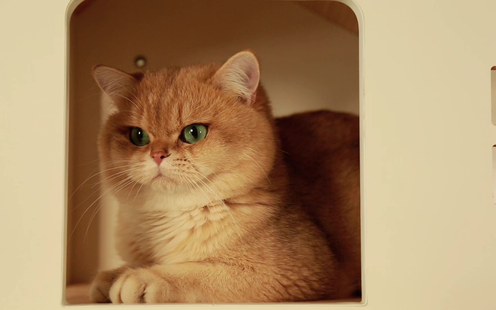 金色的皮毛 绿宝石一样的眼睛,这样的猫真的是可遇不可求!