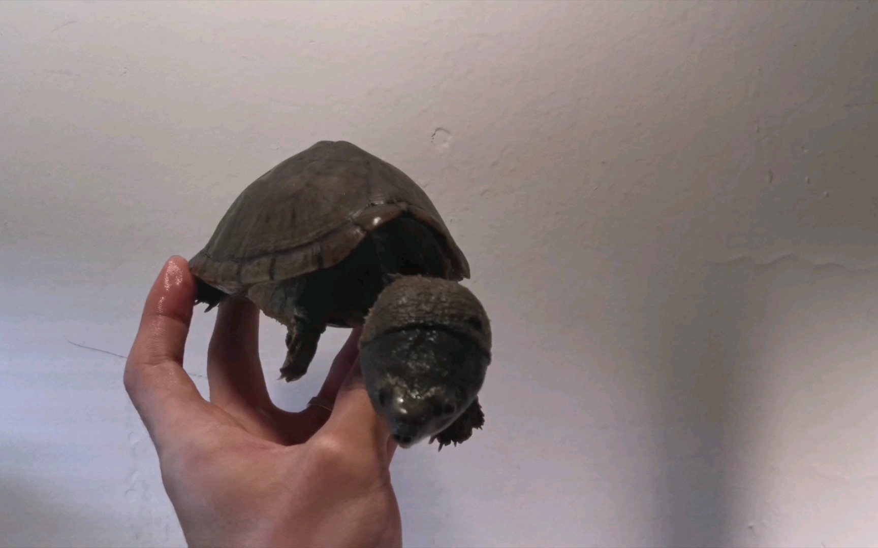 巨头原种剃刀龟完整无缺壳除了傻了点以外没啥毛病还会上石头