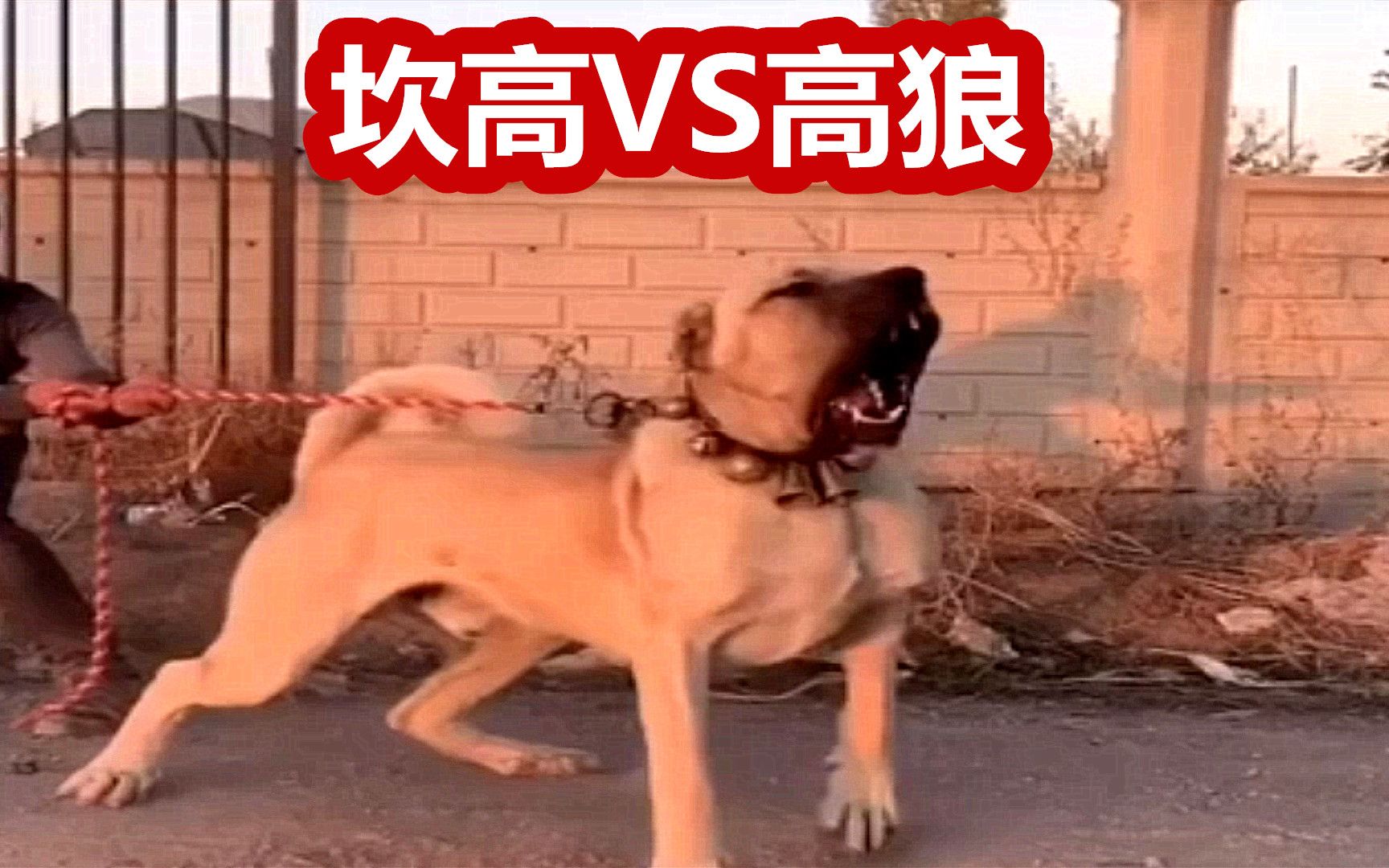 土耳其国宝坎高犬与高狼犬有什么区别,三大巨型猛犬哔哩哔哩bilibili